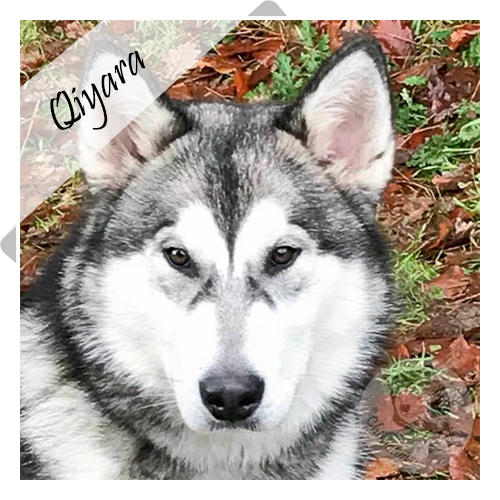 Qiyara Alaskan Malamute