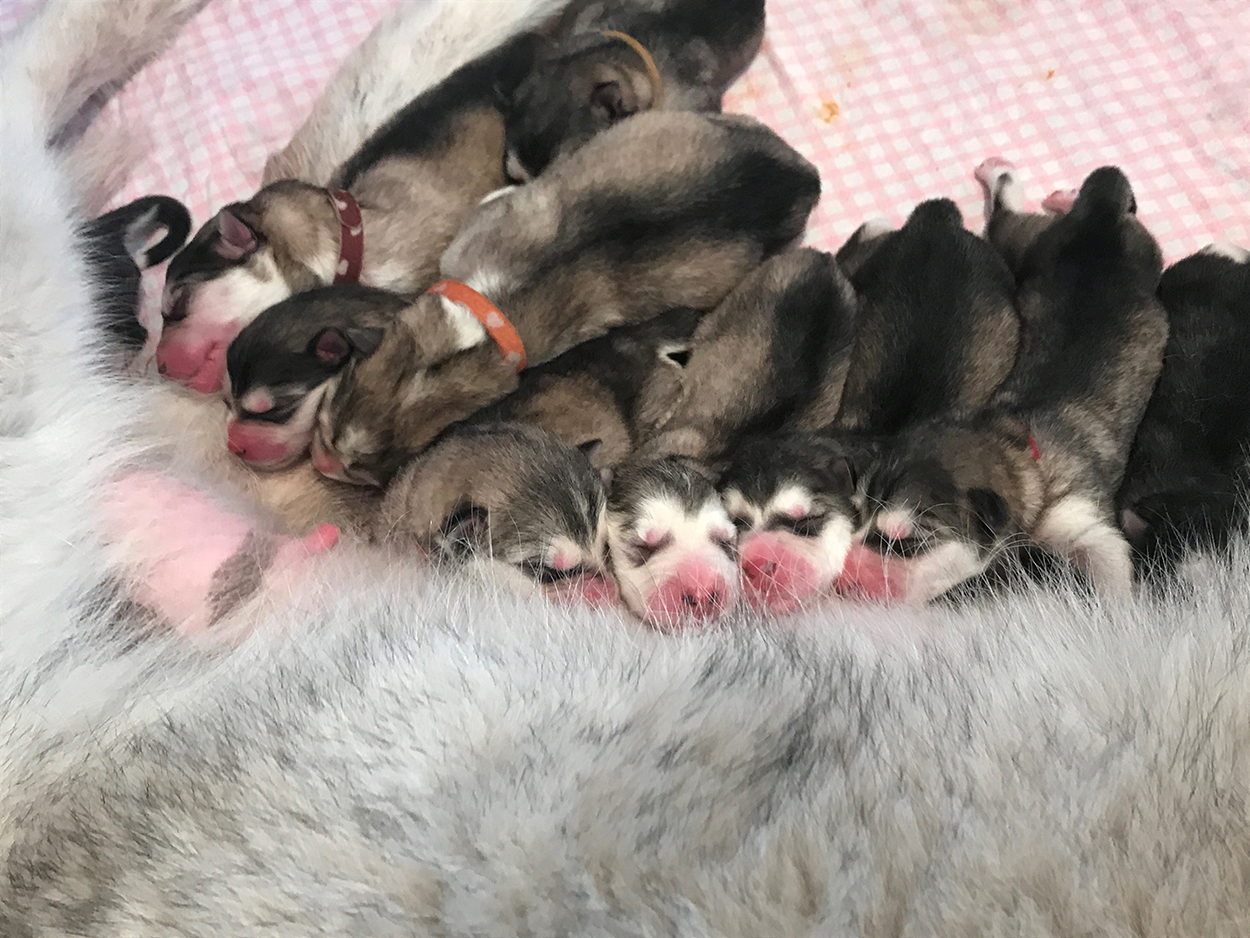 puppies-geboren-2