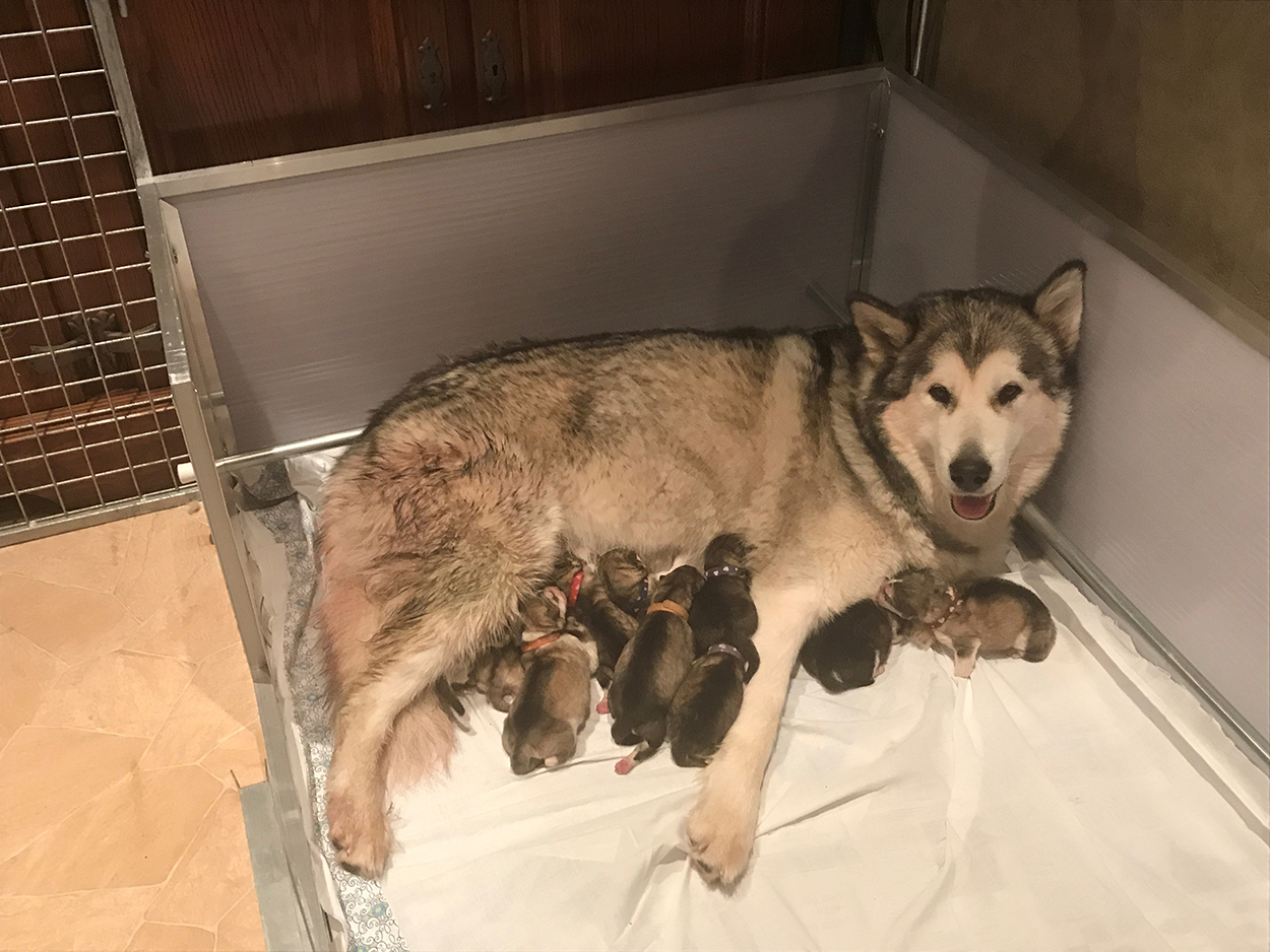 puppies-geboren